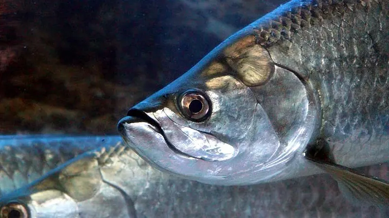 Peces